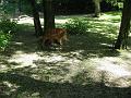 Zoo 11